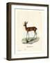 Steenbok-null-Framed Giclee Print