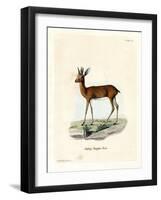 Steenbok-null-Framed Giclee Print