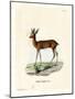 Steenbok-null-Mounted Giclee Print