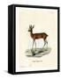 Steenbok-null-Framed Stretched Canvas