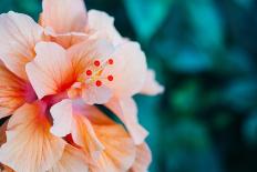 Orange Hibiscus Flower in Hawaii.-Steener-Photographic Print