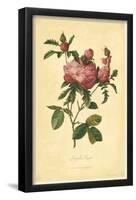 Steeple Rose-null-Framed Poster