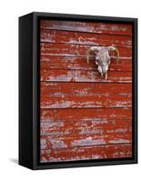 Steer Skull Hanging on a Barn Wall-Stuart Westmorland-Framed Stretched Canvas