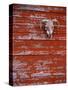 Steer Skull Hanging on a Barn Wall-Stuart Westmorland-Stretched Canvas