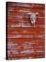 Steer Skull Hanging on a Barn Wall-Stuart Westmorland-Stretched Canvas