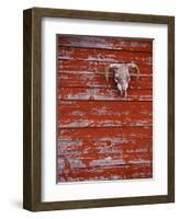 Steer Skull Hanging on a Barn Wall-Stuart Westmorland-Framed Photographic Print