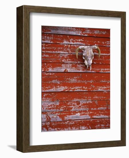 Steer Skull Hanging on a Barn Wall-Stuart Westmorland-Framed Photographic Print