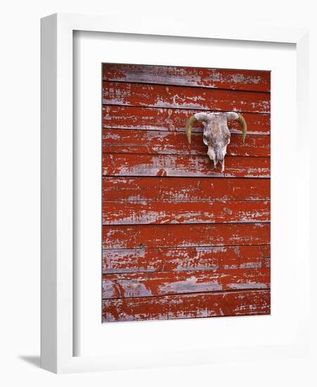 Steer Skull Hanging on a Barn Wall-Stuart Westmorland-Framed Photographic Print