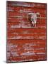 Steer Skull Hanging on a Barn Wall-Stuart Westmorland-Mounted Photographic Print
