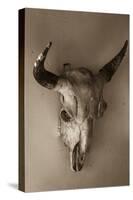 Steer Skull-Kathy Mahan-Stretched Canvas