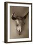 Steer Skull-Kathy Mahan-Framed Premium Photographic Print