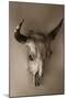Steer Skull-Kathy Mahan-Mounted Premium Photographic Print