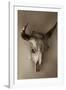 Steer Skull-Kathy Mahan-Framed Photographic Print