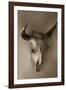 Steer Skull-Kathy Mahan-Framed Photographic Print