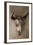 Steer Skull-Kathy Mahan-Framed Photographic Print