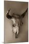 Steer Skull-Kathy Mahan-Mounted Photographic Print