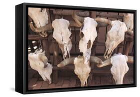 Steer Skulls for Sale, Santa Fe, New Mexico, United States of America, North America-Wendy Connett-Framed Stretched Canvas