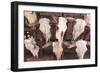 Steer Skulls for Sale, Santa Fe, New Mexico, United States of America, North America-Wendy Connett-Framed Photographic Print