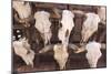 Steer Skulls for Sale, Santa Fe, New Mexico, United States of America, North America-Wendy Connett-Mounted Photographic Print