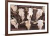 Steer Skulls for Sale, Santa Fe, New Mexico, United States of America, North America-Wendy Connett-Framed Photographic Print