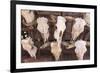 Steer Skulls for Sale, Santa Fe, New Mexico, United States of America, North America-Wendy Connett-Framed Photographic Print