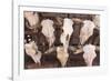 Steer Skulls for Sale, Santa Fe, New Mexico, United States of America, North America-Wendy Connett-Framed Photographic Print