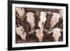 Steer Skulls for Sale, Santa Fe, New Mexico, United States of America, North America-Wendy Connett-Framed Photographic Print