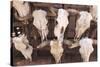 Steer Skulls for Sale, Santa Fe, New Mexico, United States of America, North America-Wendy Connett-Stretched Canvas