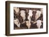 Steer Skulls for Sale, Santa Fe, New Mexico, United States of America, North America-Wendy Connett-Framed Photographic Print