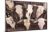 Steer Skulls for Sale, Santa Fe, New Mexico, United States of America, North America-Wendy Connett-Mounted Photographic Print