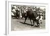 Steer Wrestling-null-Framed Art Print