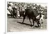 Steer Wrestling-null-Framed Art Print