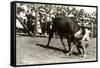 Steer Wrestling-null-Framed Stretched Canvas