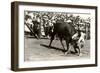 Steer Wrestling-null-Framed Art Print