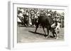 Steer Wrestling-null-Framed Art Print