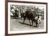 Steer Wrestling-null-Framed Art Print