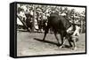 Steer Wrestling-null-Framed Stretched Canvas