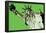 Steez Lady Liberty - Green-null-Framed Poster