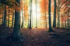 Autumn in the Woods-Stefan Hefele-Giclee Print