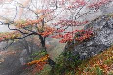 Mystic Autumn Forest-Stefan Hefele-Giclee Print