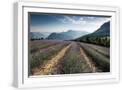White Frame