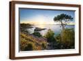 Brown Frame