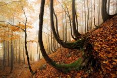 Autumn in the Woods-Stefan Hefele-Giclee Print