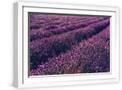 White Frame