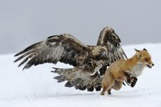 Golden Eagle (Aquila Chrysaetos) Adult Defending Carcass from Red Fox (Vulpes Vulpes), Bulgaria-Stefan Huwiler-Framed Premium Photographic Print