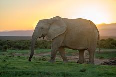 Elephant Travels in Sunset, South Africa, Addo Elephant Park-Stefan Oberhauser-Stretched Canvas