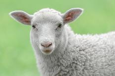 Face of A White Lamb-stefanholm-Laminated Photographic Print