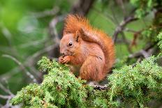 Red Squirrel Sitting in A Juniper Tree-stefanholm-Photographic Print