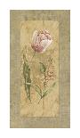 Antique Daffodil-Stefania Carlini-Giclee Print