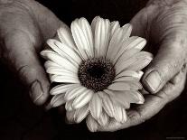 Daisy Cupped in Tired Hands-Stefanie Schneider-Laminated Photographic Print